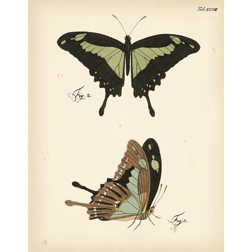 Butterfly Profile III Poster Print - Studio Vision-VARPDX67832Z Image 1