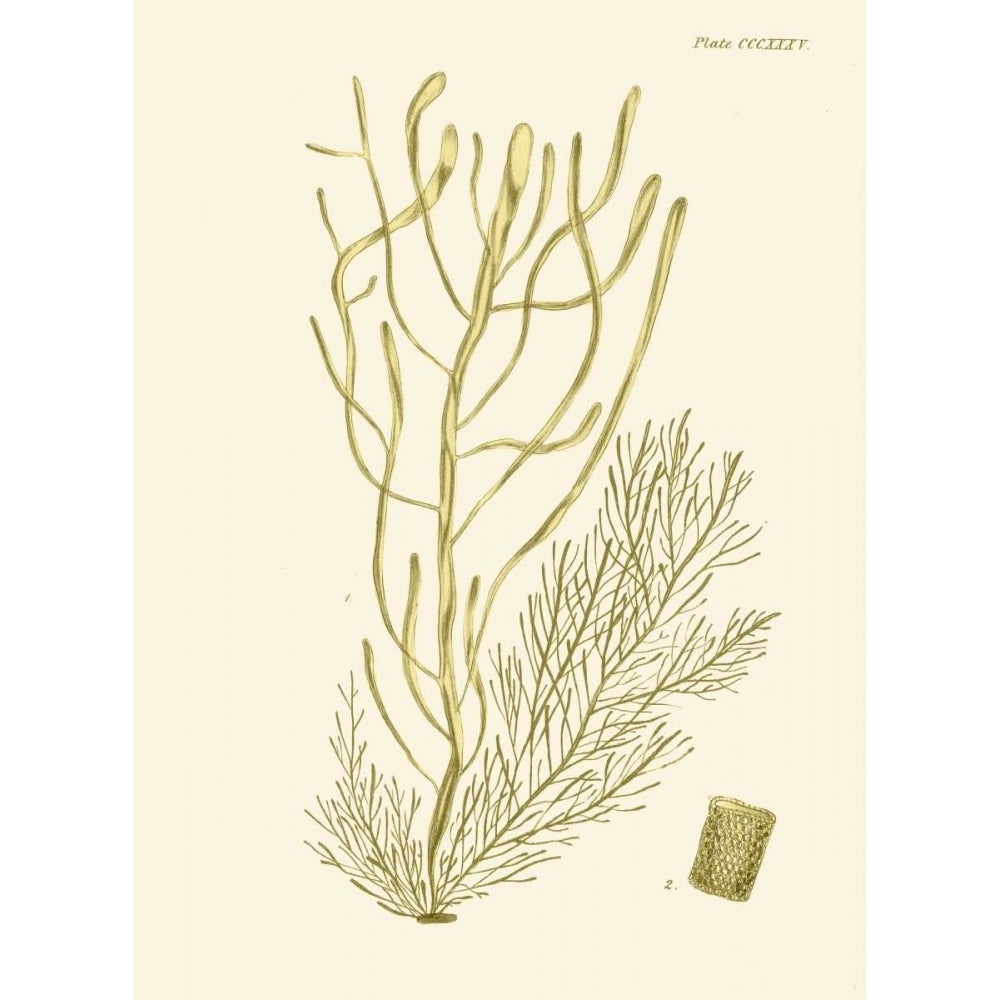 Dramatic Seaweed III Poster Print - Studio Vision-VARPDX67828Z Image 1