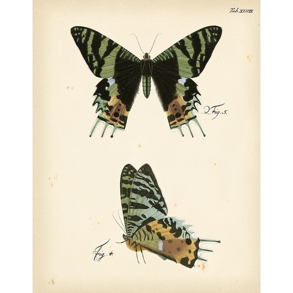 Butterfly Profile IV Poster Print - Studio Vision-VARPDX67833Z Image 1