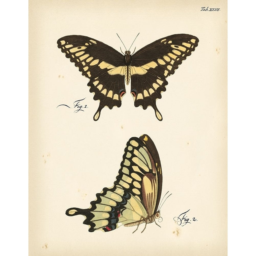 Butterfly Profile I Poster Print - Studio Vision-VARPDX67830Z Image 1