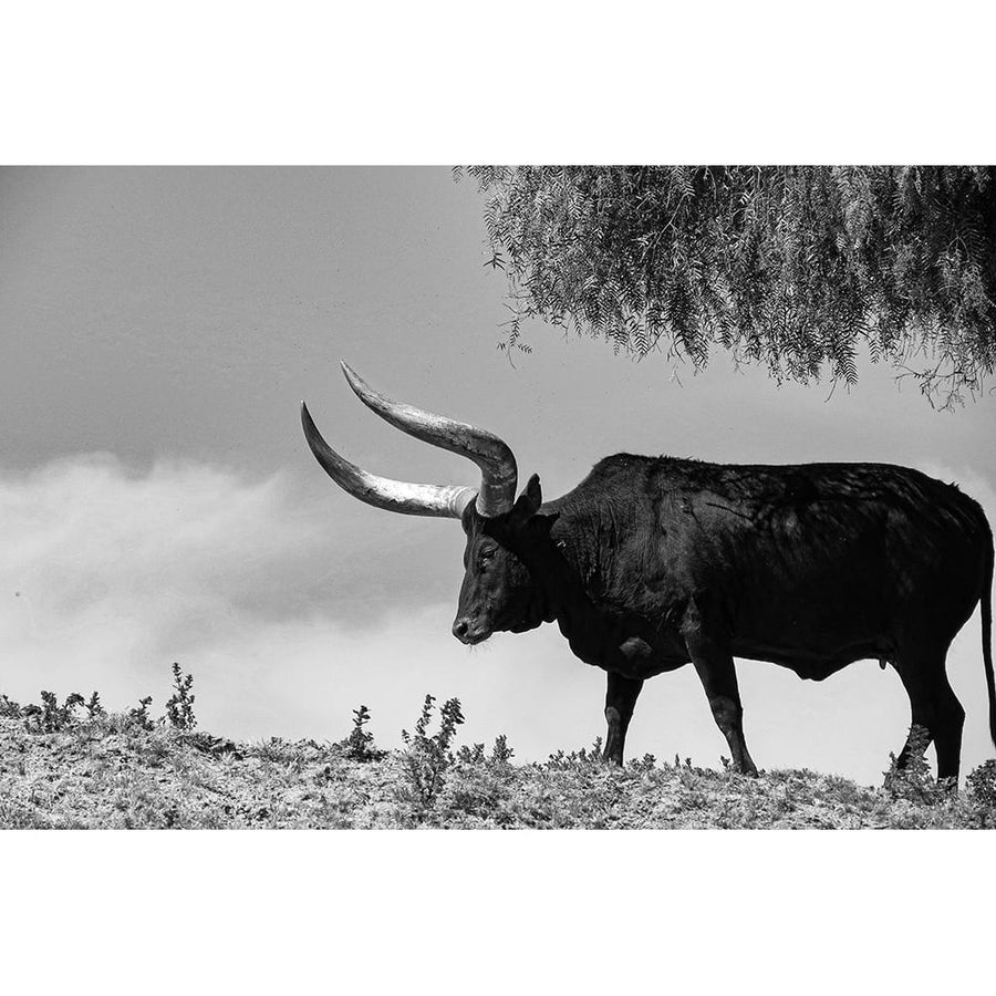 Longhorn Steer-Texas Poster Print - Texas Picture Archive-VARPDX67856 Image 1