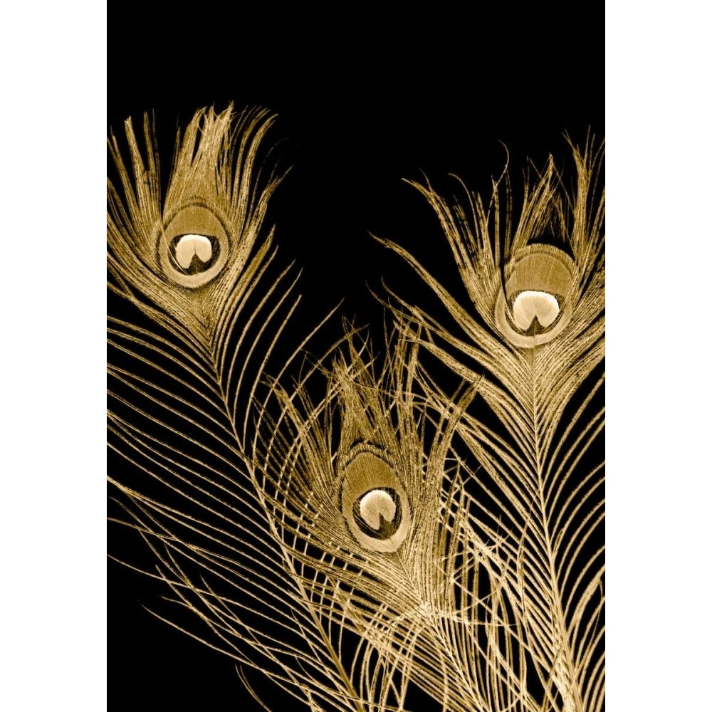 Plumes Dor I Poster Print - Jason Johnson-VARPDX67877Z Image 1