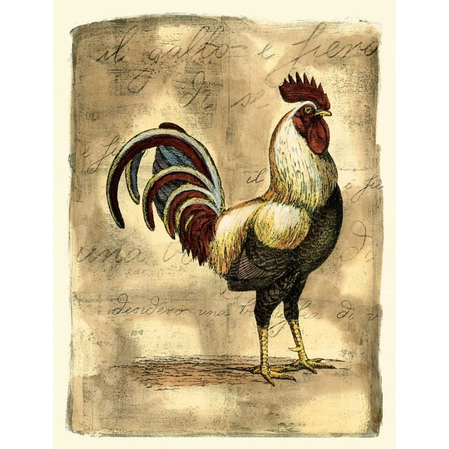 Tuscany Rooster I Poster Print - D. Bookman-VARPDX67969Z Image 1