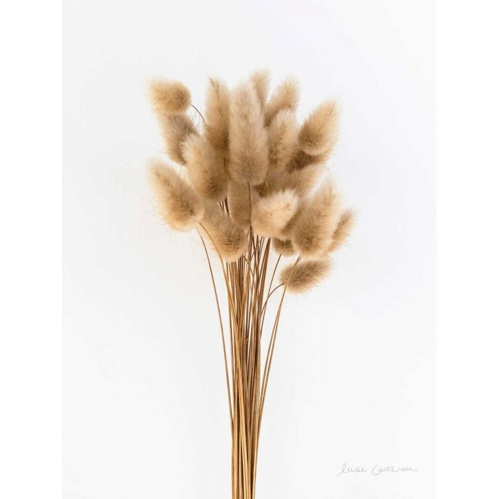 Dried Bouquet I by Elise Catterall-VARPDX68103 Image 1