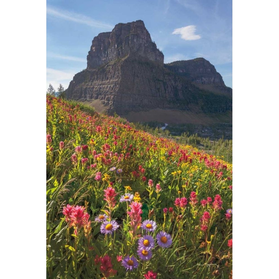 Boulder Pass Wildflowers by Alan Majchrowicz-VARPDX68095 Image 1