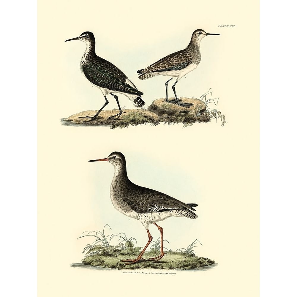 Selby Sandpipers II Poster Print - John Selby-VARPDX68136Z Image 1