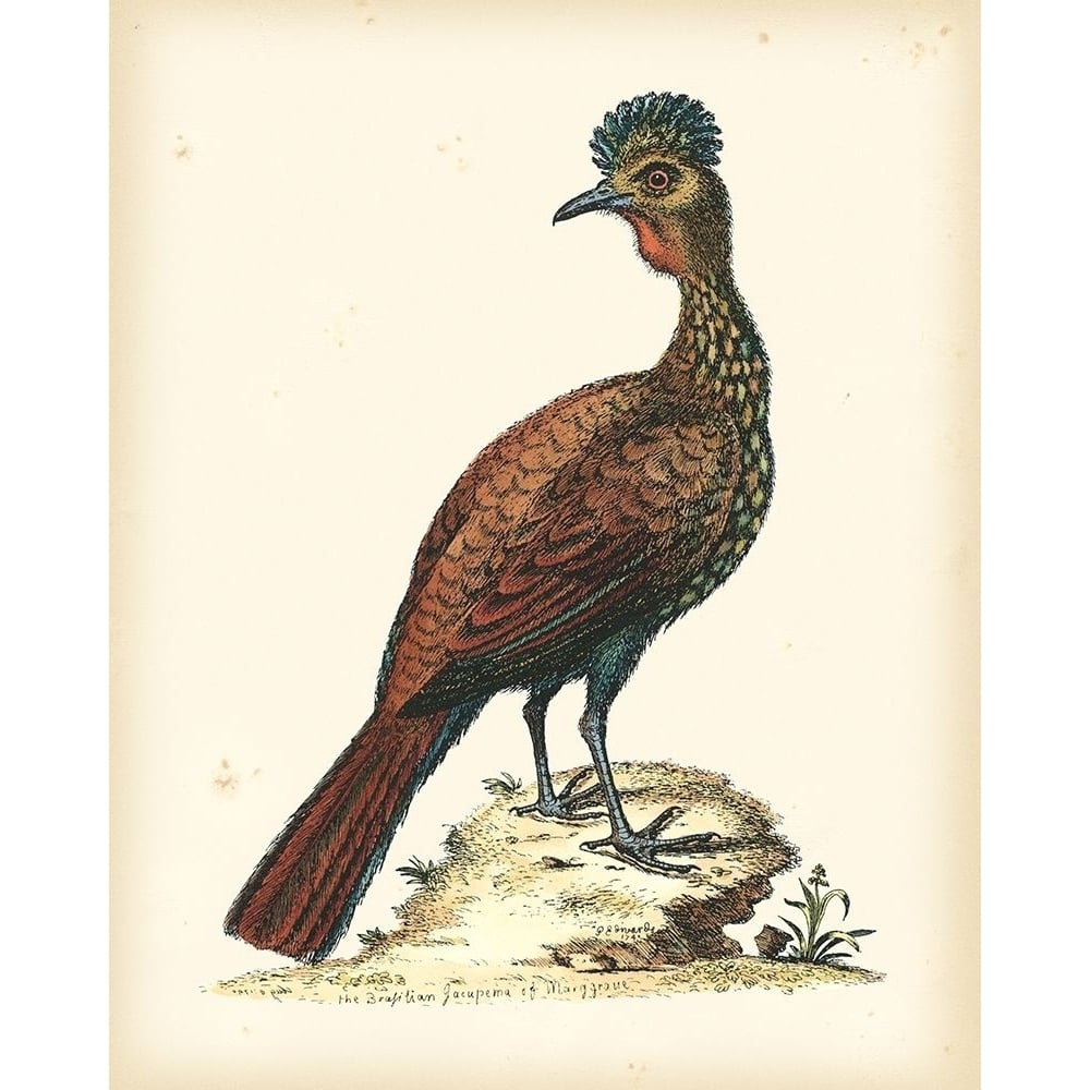 Regal Pheasants V Poster Print - George Edwards-VARPDX68134Z Image 1