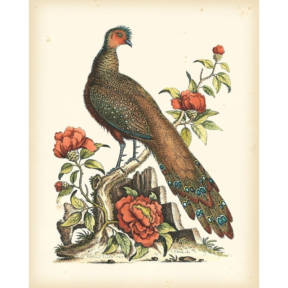 Regal Pheasants III Poster Print - George Edwards-VARPDX68132Z Image 1