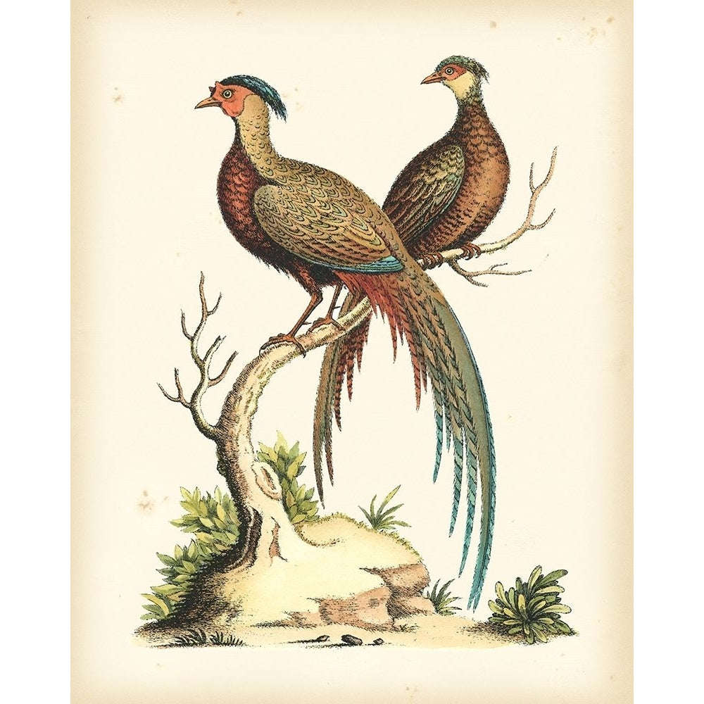 Regal Pheasants II Poster Print - George Edwards-VARPDX68131Z Image 1