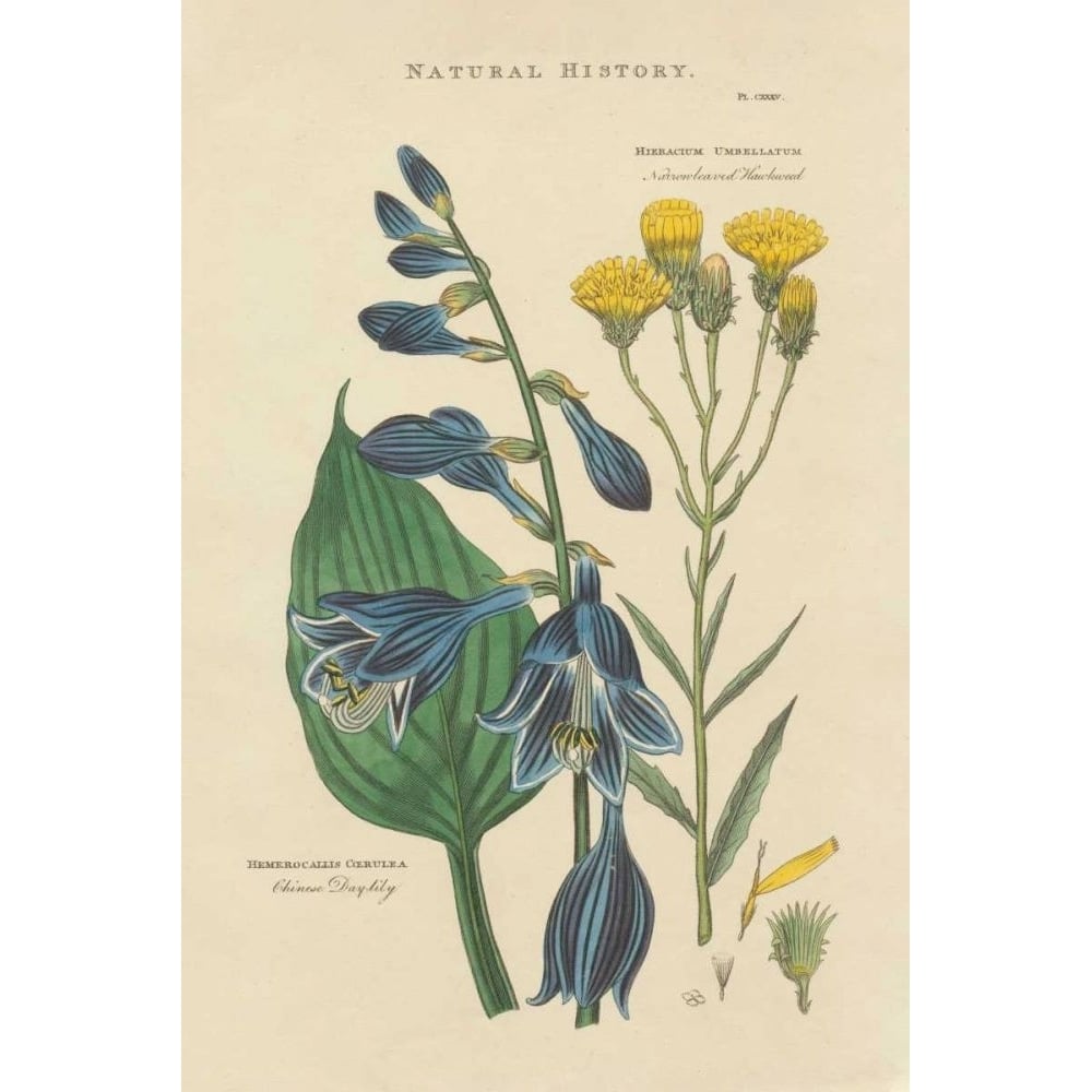 Botanical Print I by Wild Apple Portfolio-VARPDX68201 Image 1