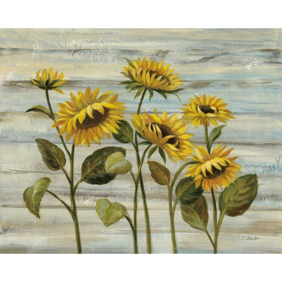 Cottage Sunflowers by Silvia Vassileva-VARPDX68344 Image 1