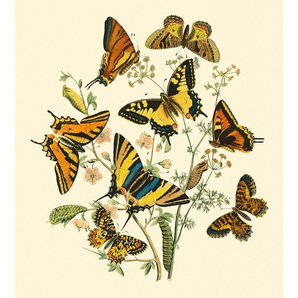 Butterfly Gathering I Poster Print - Studio Vision-VARPDX68412Z Image 1