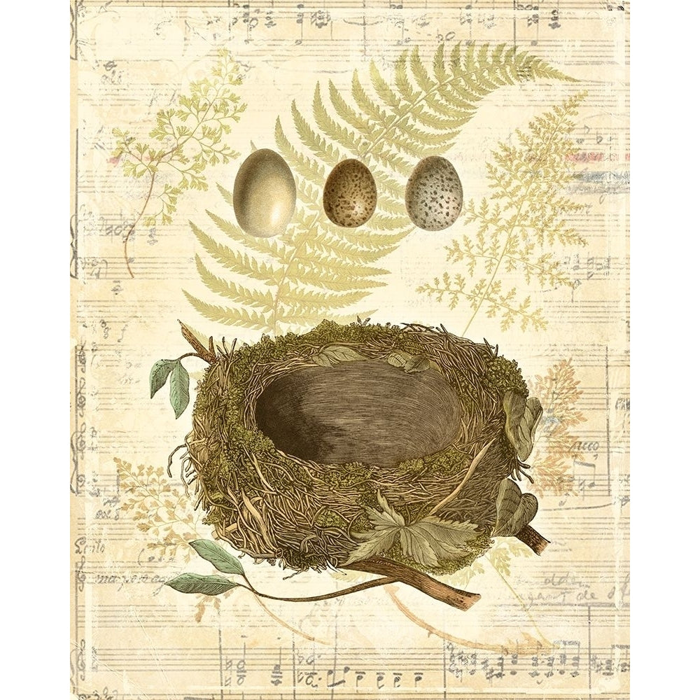 Melodic Nest and Eggs I Poster Print - Studio Vision-VARPDX68436Z Image 1