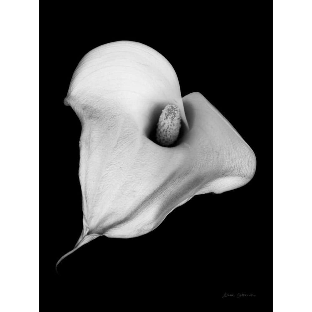 Elegant Calla III by Elise Catterall-VARPDX68480 Image 1