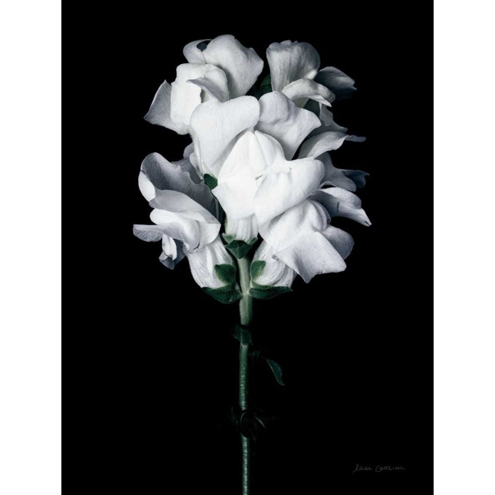 White Snapdragon by Elise Catterall-VARPDX68486 Image 1