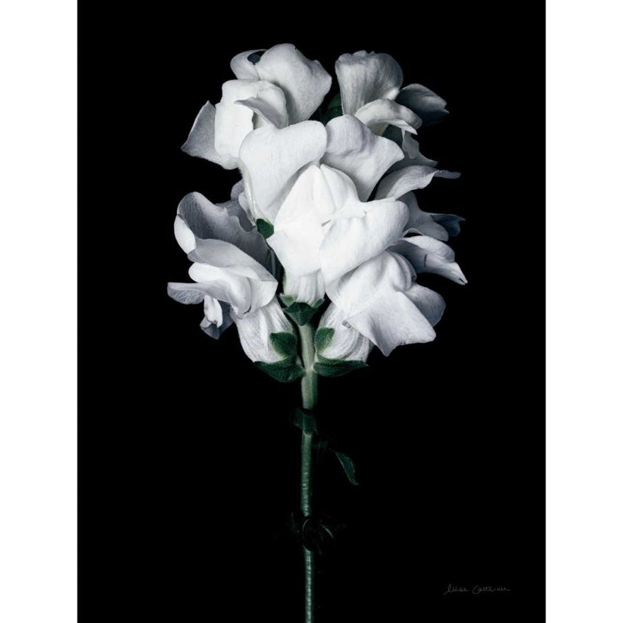 White Snapdragon by Elise Catterall-VARPDX68486 Image 1