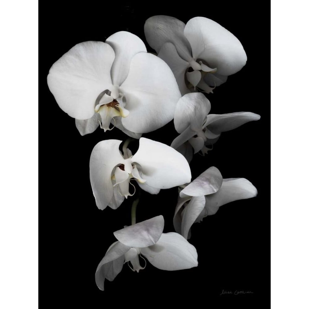 White Orchid III by Elise Catterall-VARPDX68485 Image 1