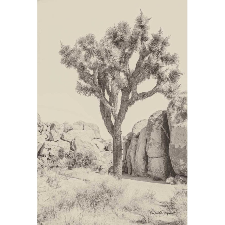 Joshua Tree IV Neutral by Elizabeth Urquhart-VARPDX68491 Image 1