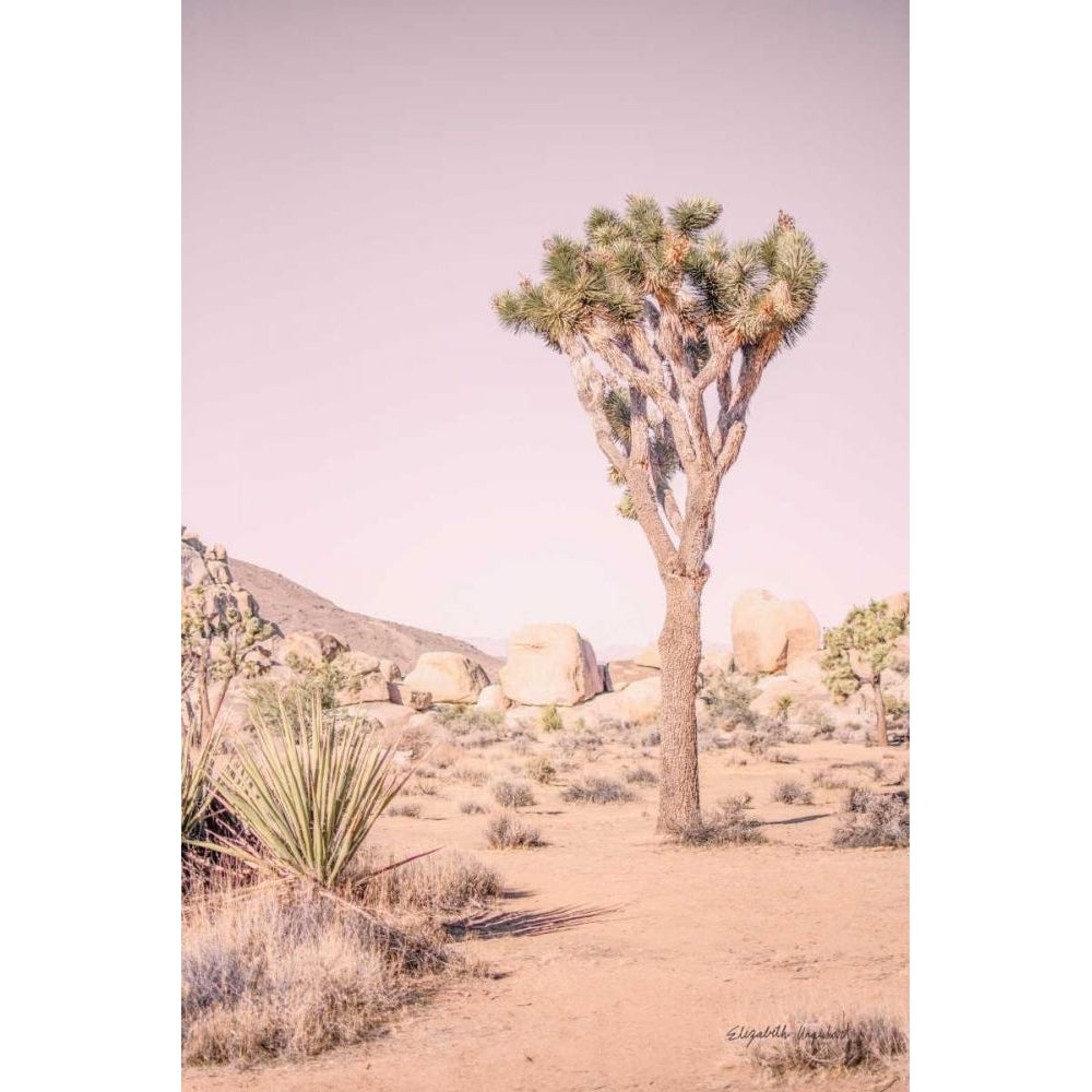 Joshua Tree III Blush by Elizabeth Urquhart-VARPDX68493 Image 1