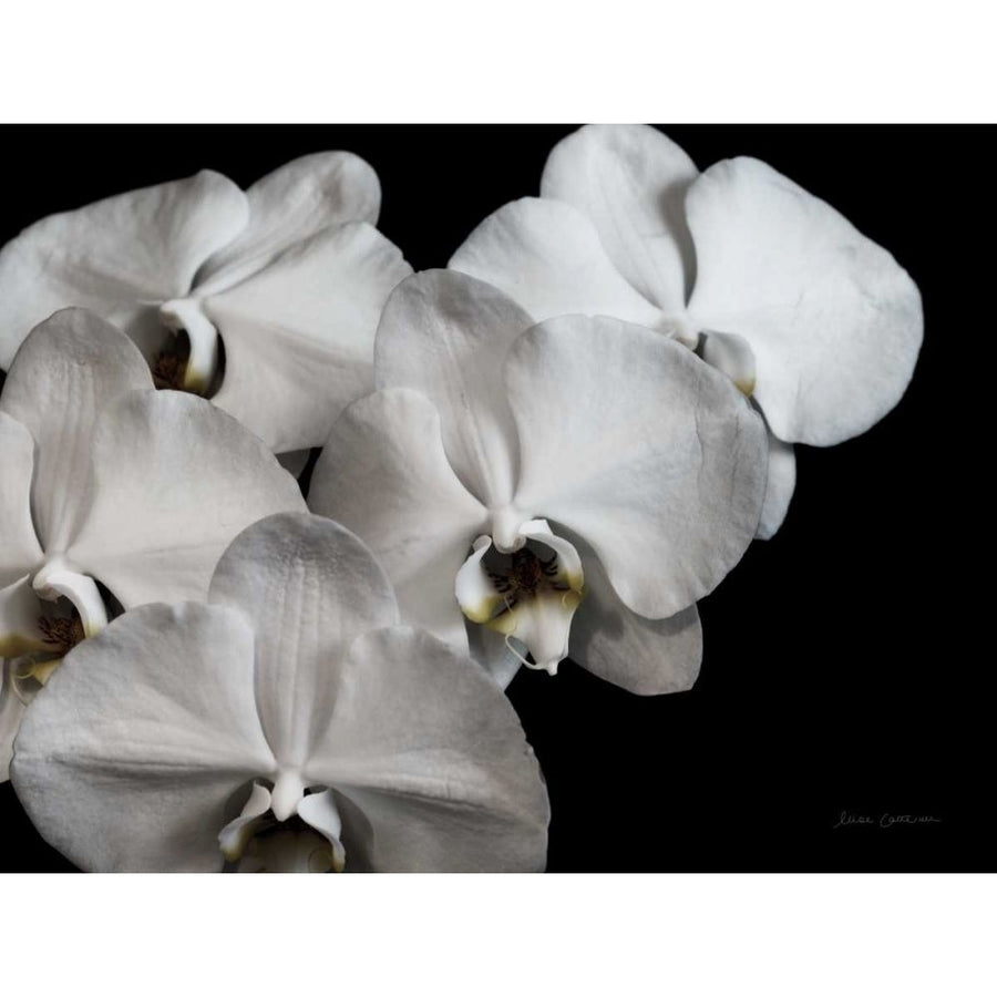 White Orchid II by Elise Catterall-VARPDX68484 Image 1