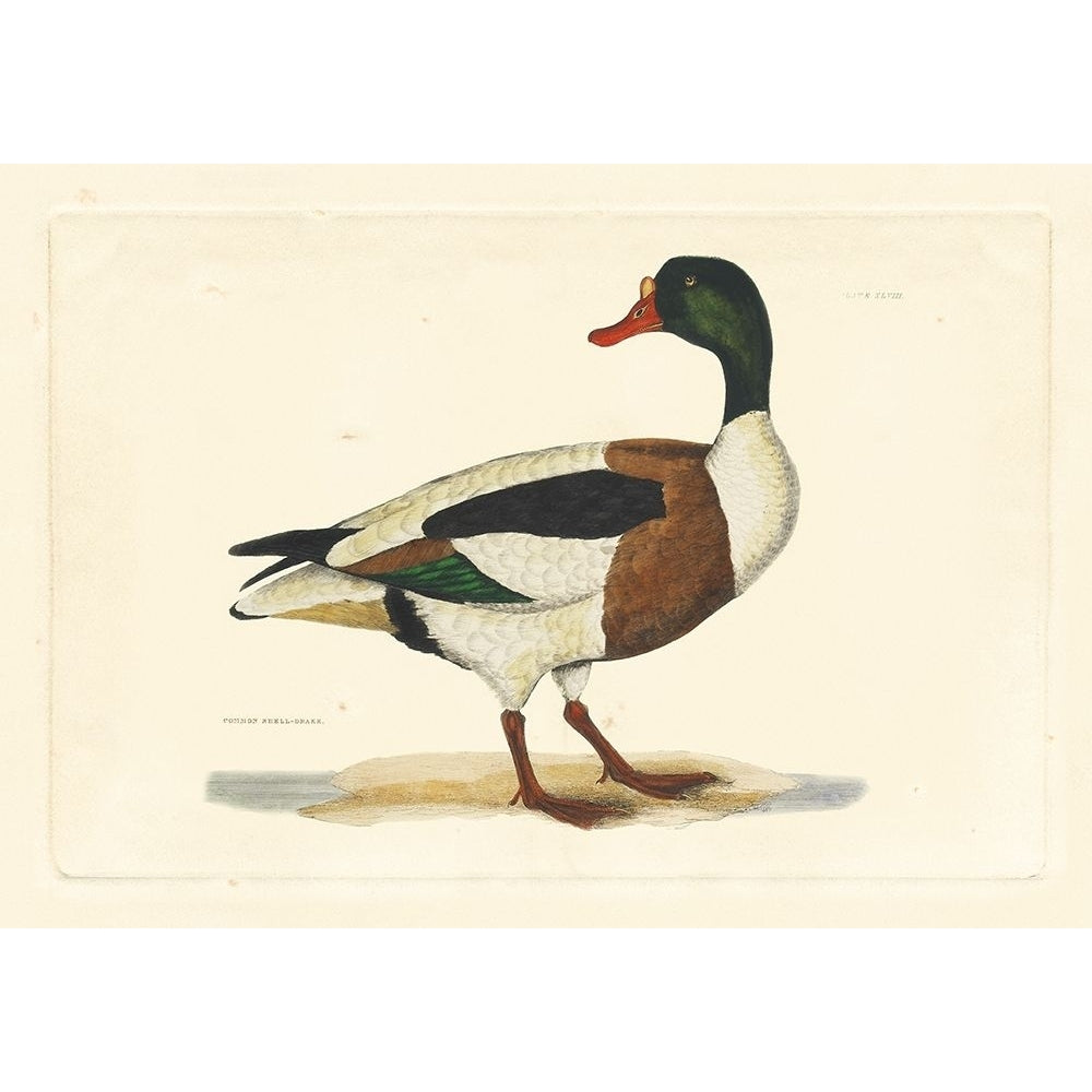 Selby Duck II Poster Print - John Selby-VARPDX68677Z Image 1