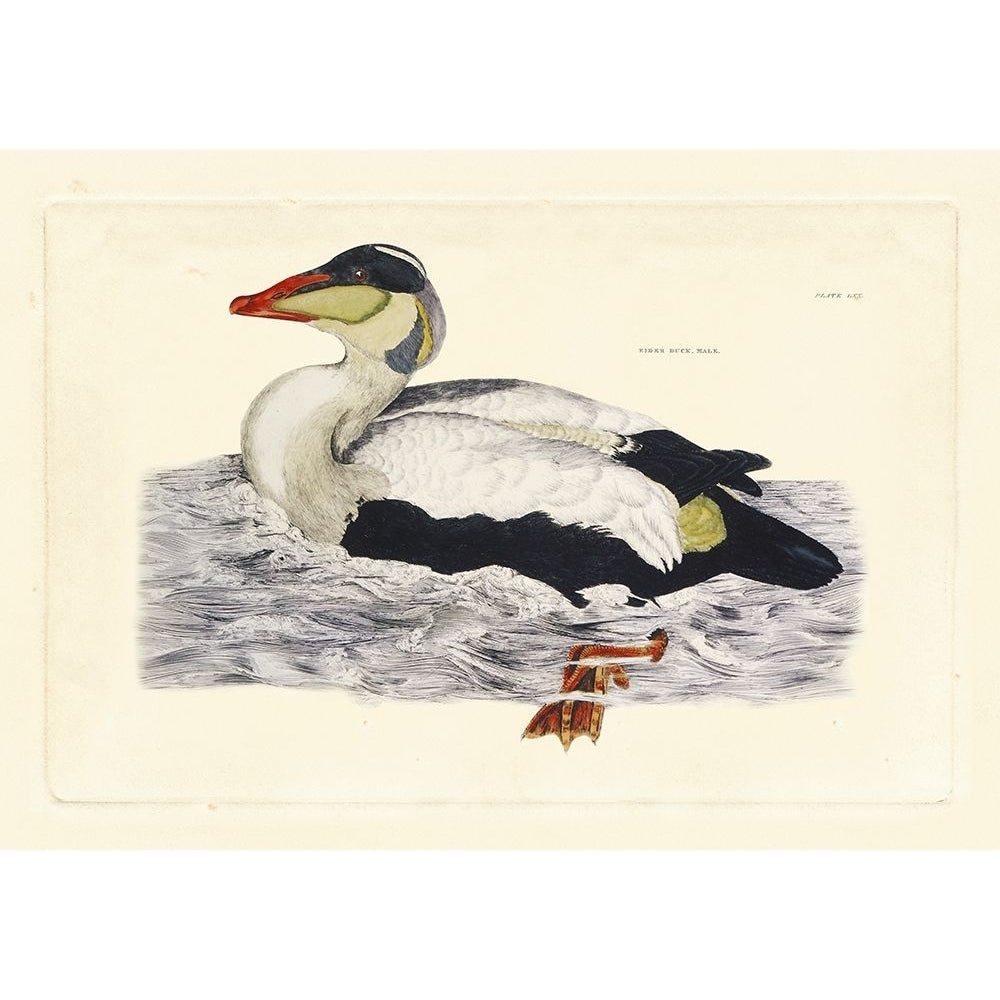 Selby Duck III Poster Print - John Selby-VARPDX68678Z Image 1