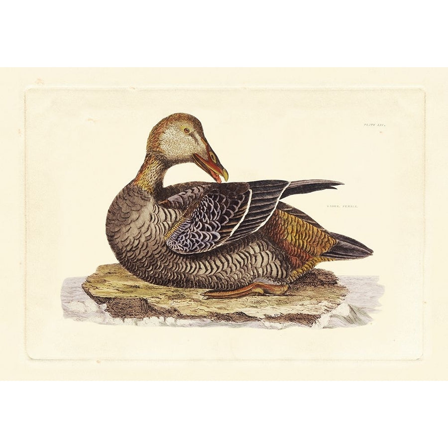 Selby Duck IV Poster Print - John Selby-VARPDX68679Z Image 1