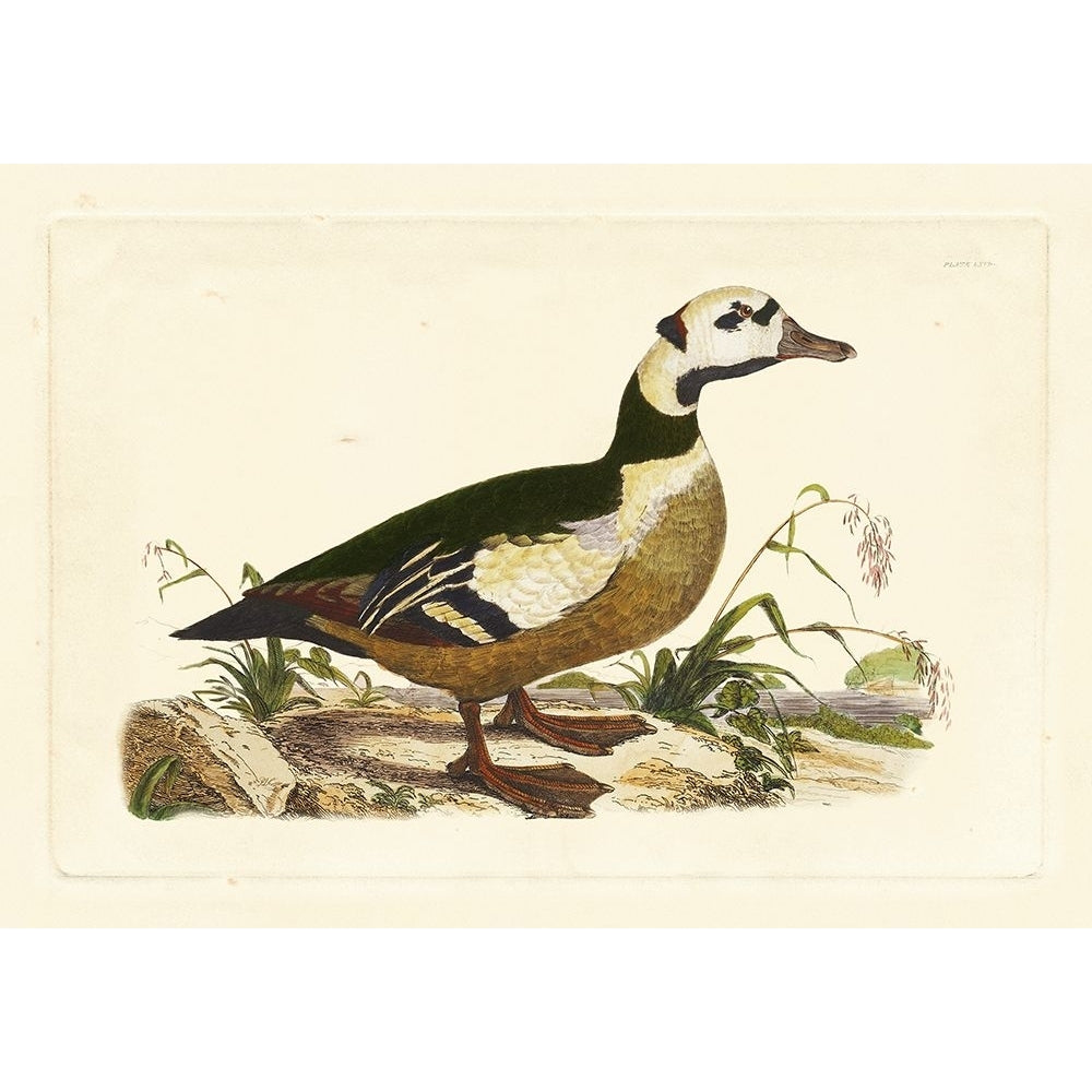 Selby Duck VI Poster Print - John Selby-VARPDX68681Z Image 1