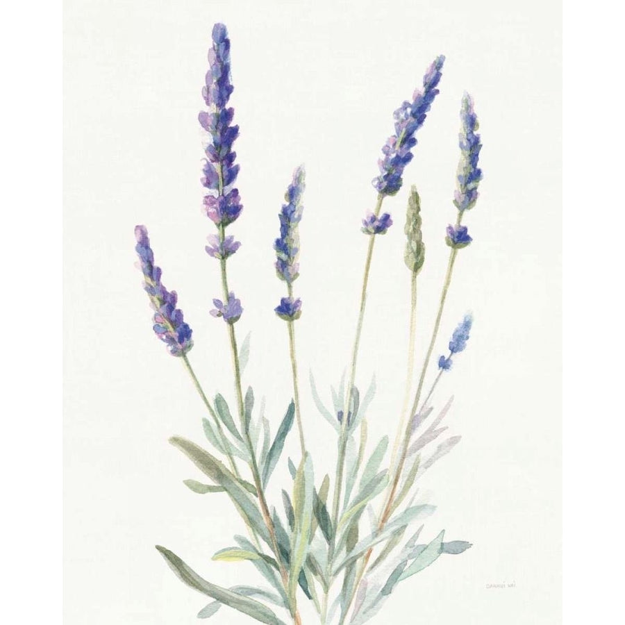 Floursack Lavender I on Linen by Danhui Nai-VARPDX68715 Image 1