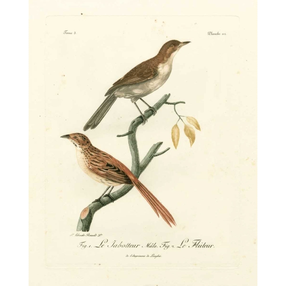 Antique French Birds I Poster Print - Langlois de-VARPDX68744Z Image 1