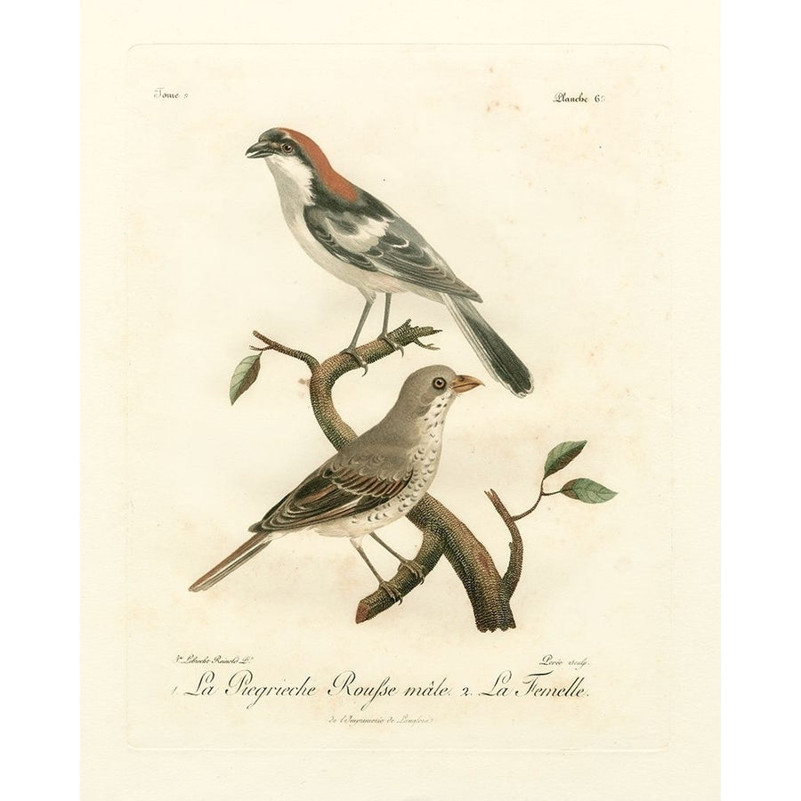 Antique French Birds II Poster Print - Langlois de-VARPDX68745Z Image 1