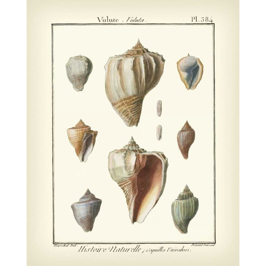 Volute Shells Pl.384 Poster Print - Denis Diderot-VARPDX68743Z Image 1