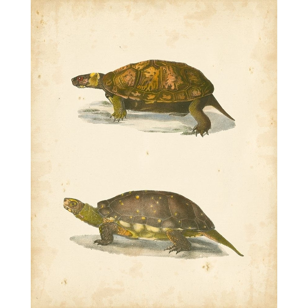 Turtle Duo I Poster Print - J.W. Hill-VARPDX68757Z Image 1