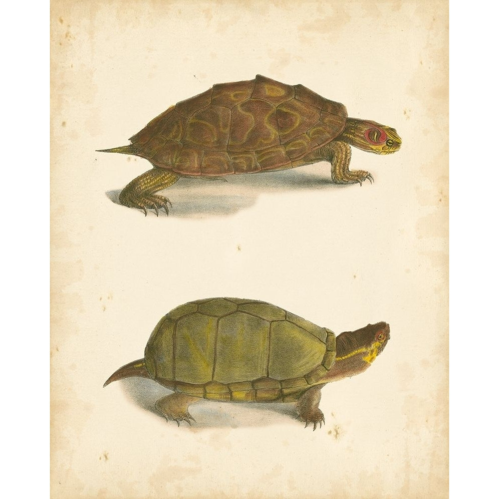 Turtle Duo IV Poster Print - J.W. Hill-VARPDX68760Z Image 1