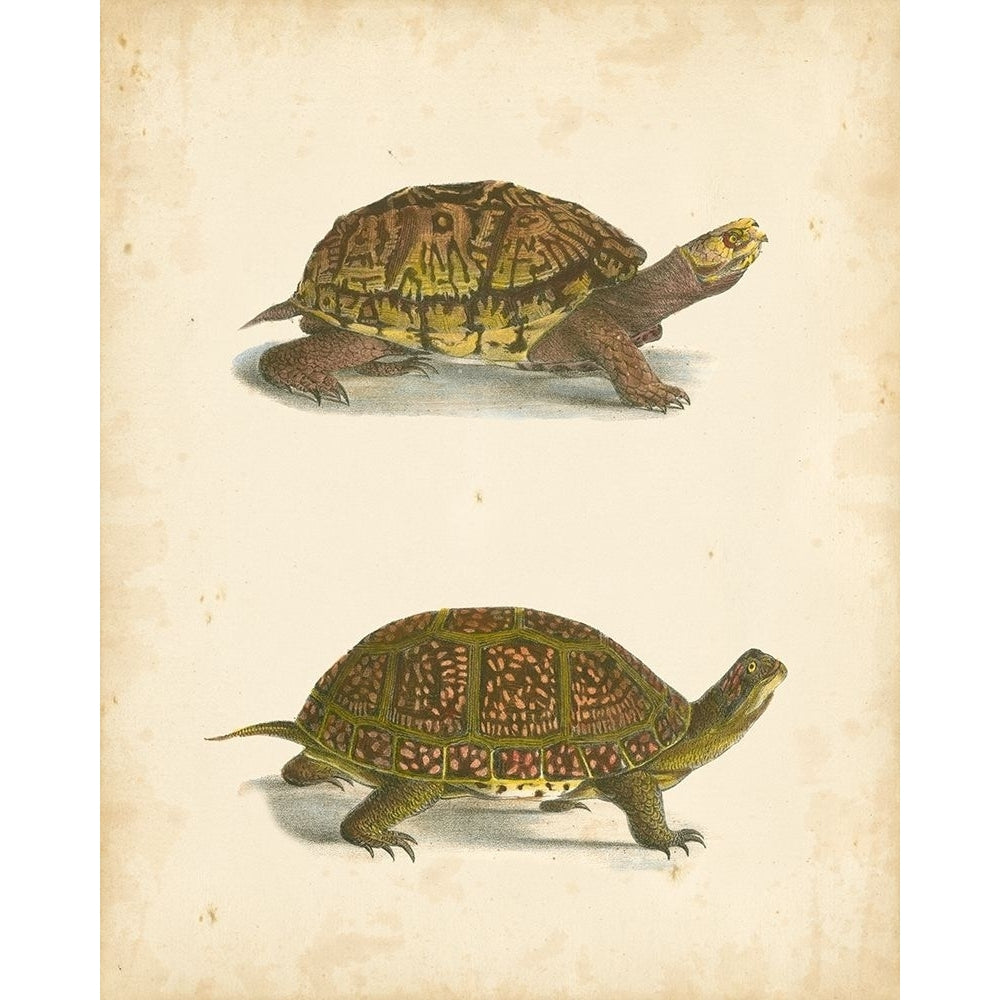 Turtle Duo III Poster Print - J.W. Hill-VARPDX68759Z Image 1