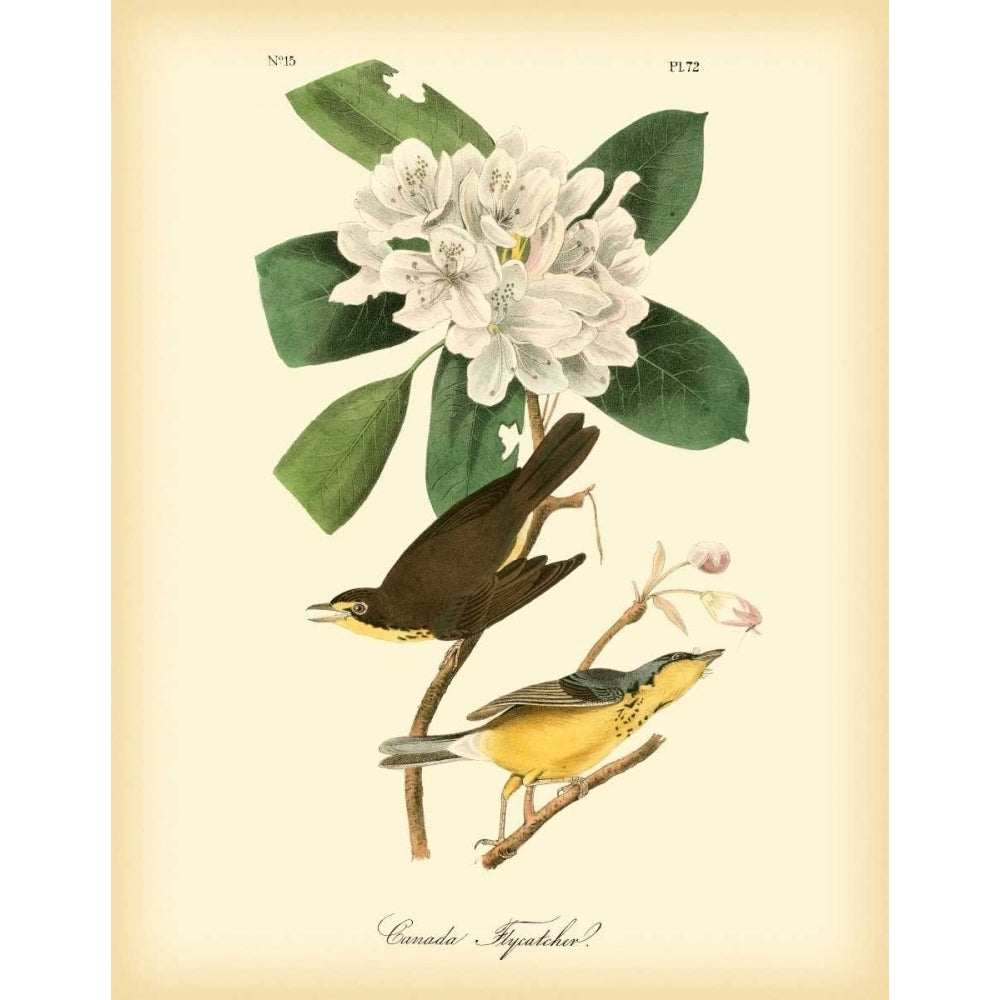 Canada Flycatcher Poster Print - John James Audubon-VARPDX68802Z Image 1