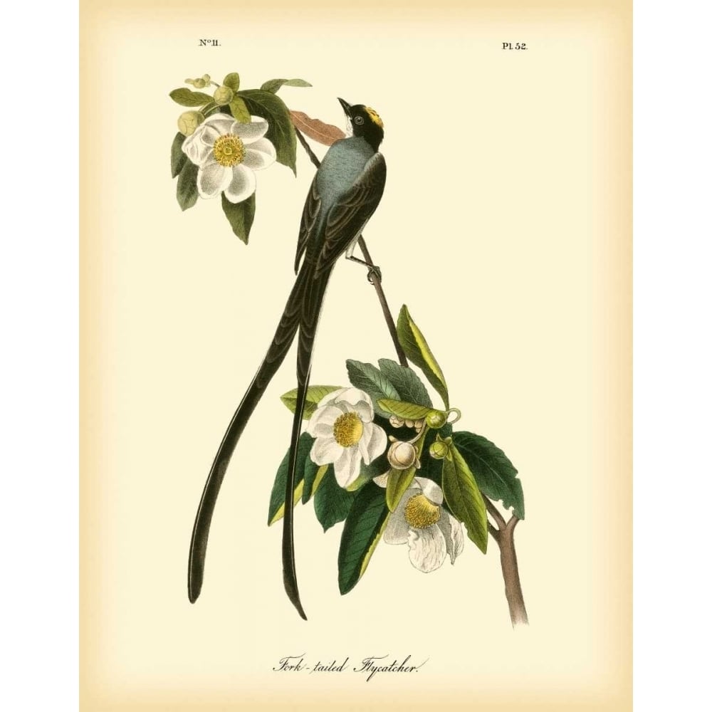 Fork-tailed Flycatcher Poster Print - John James Audubon-VARPDX68803Z Image 1