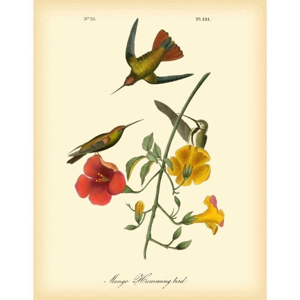 Mango Hummingbird Poster Print - John James Audubon-VARPDX68804Z Image 1