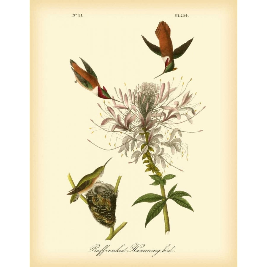 Ruff-neck Hummingbird Poster Print - John James Audubon-VARPDX68807Z Image 1