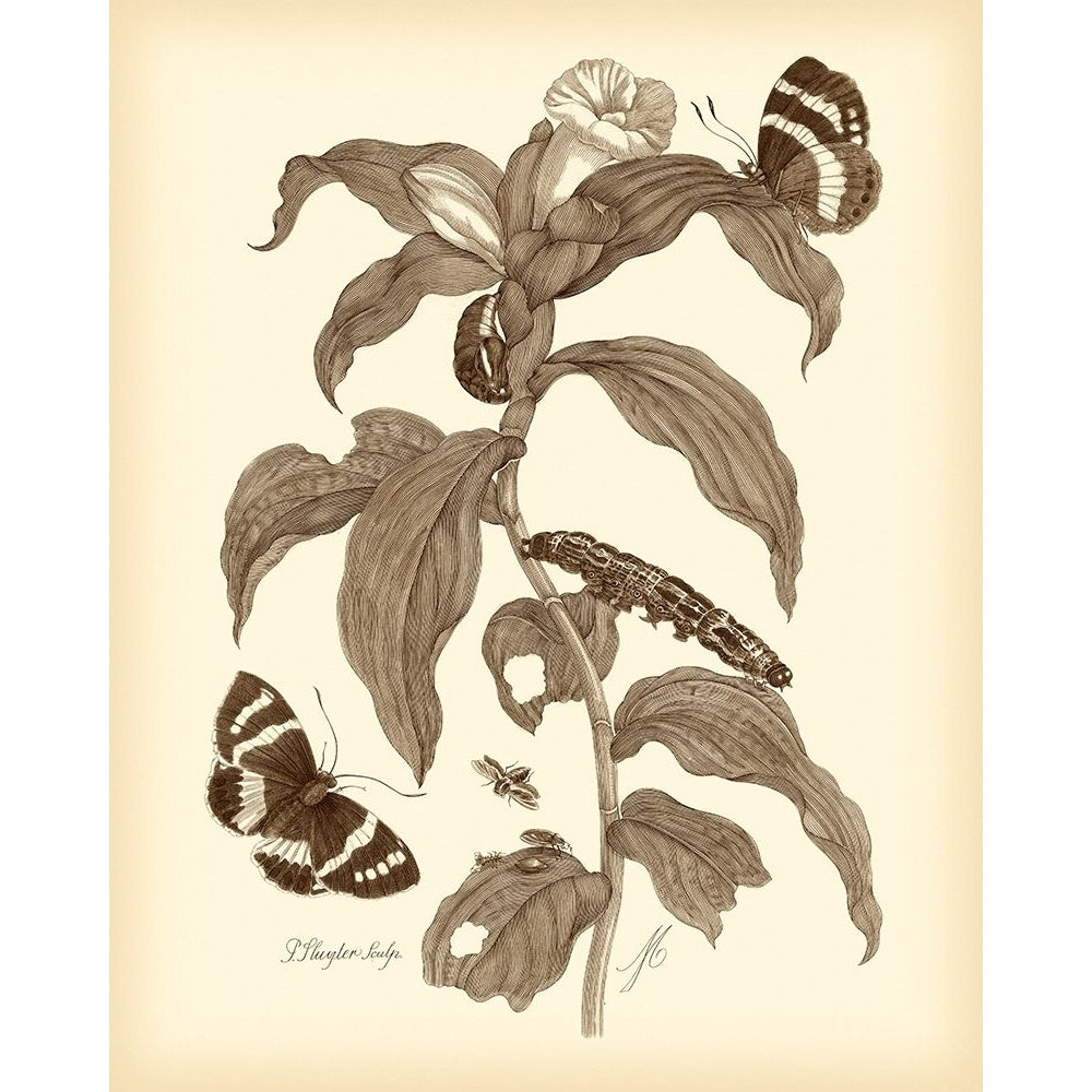 Nature Study in Sepia I Poster Print - Maria S. Merian-VARPDX68810Z Image 1