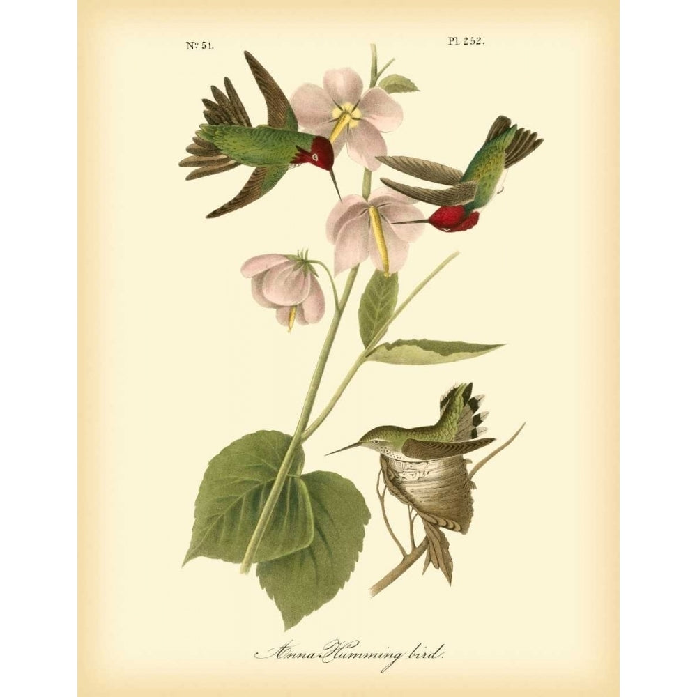 Anna Hummingbird Poster Print - John James Audubon-VARPDX68806Z Image 1