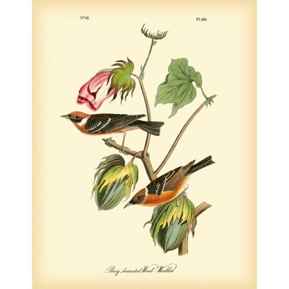 Bay Breasted Wood-Warbler Poster Print - John James Audubon-VARPDX68805Z Image 1