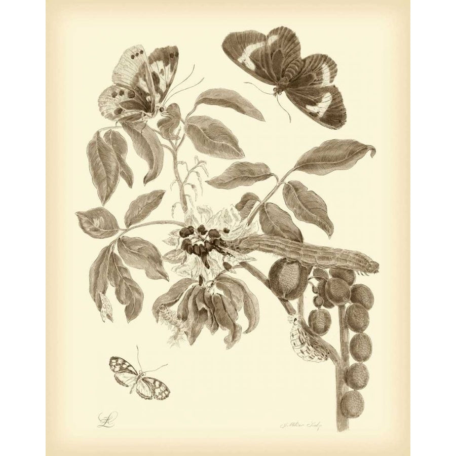 Nature Study in Sepia II Poster Print - Maria S. Merian-VARPDX68811Z Image 1