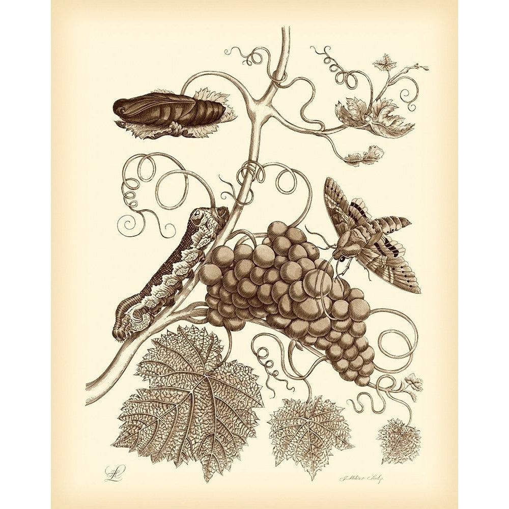 Nature Study in Sepia III Poster Print - Maria S. Merian-VARPDX68812Z Image 1