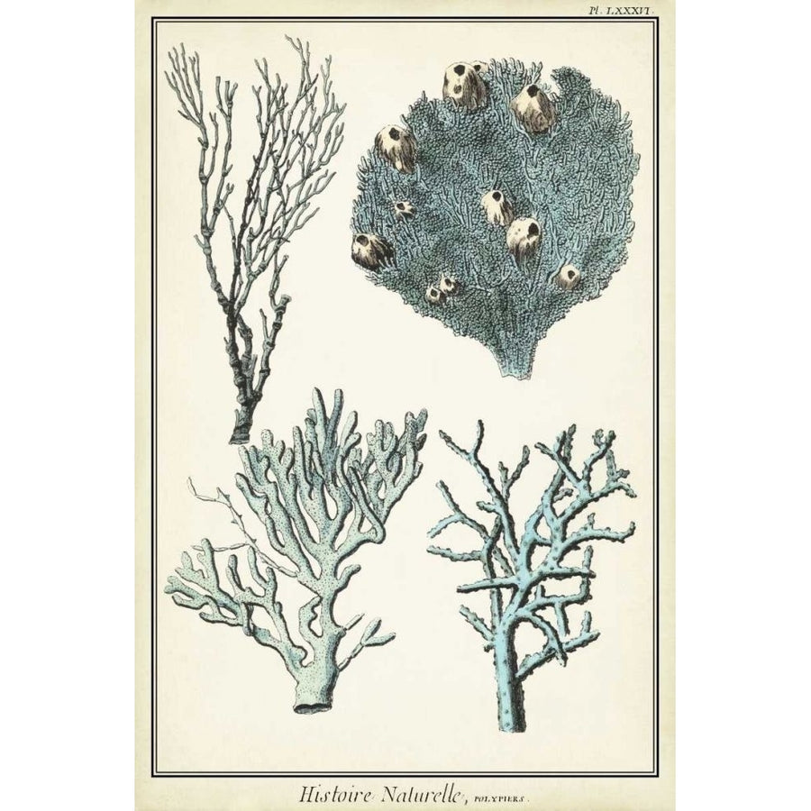 Coral Species II Poster Print - Studio Vision-VARPDX68978Z Image 1