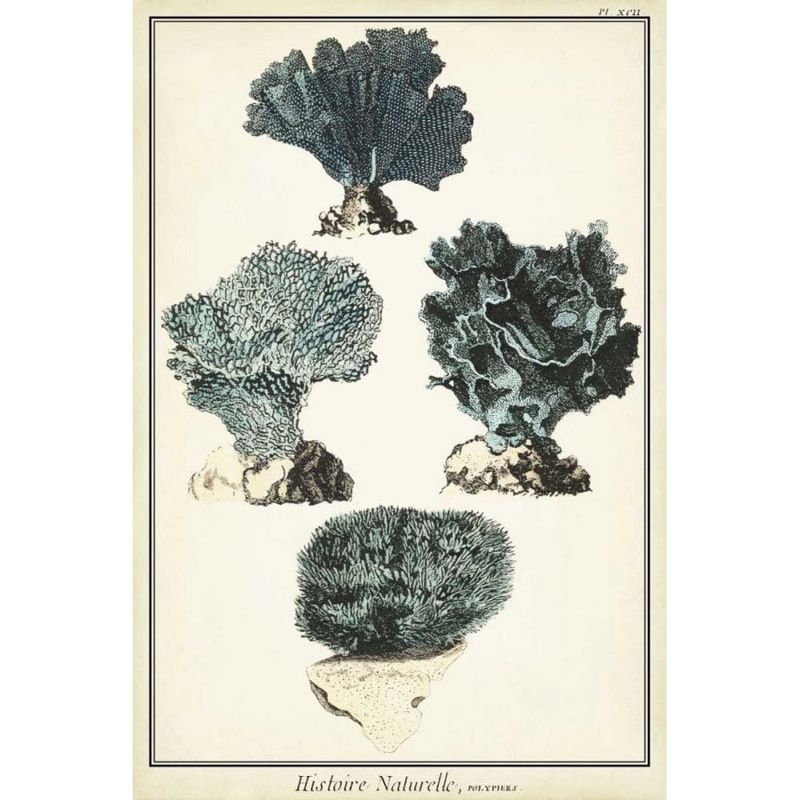 Coral Species I Poster Print - Studio Vision-VARPDX68977Z Image 1