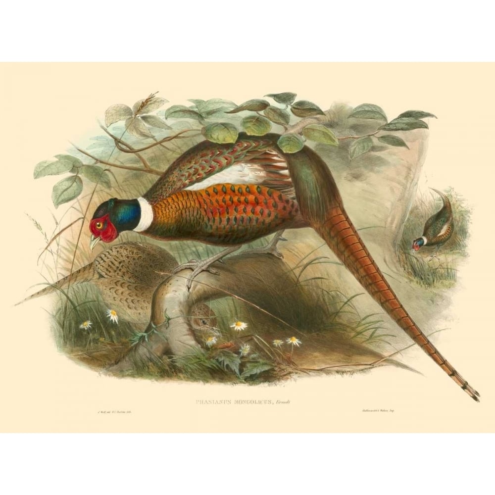 Gould Pheasants II Poster Print - John Gould-VARPDX68992Z Image 1