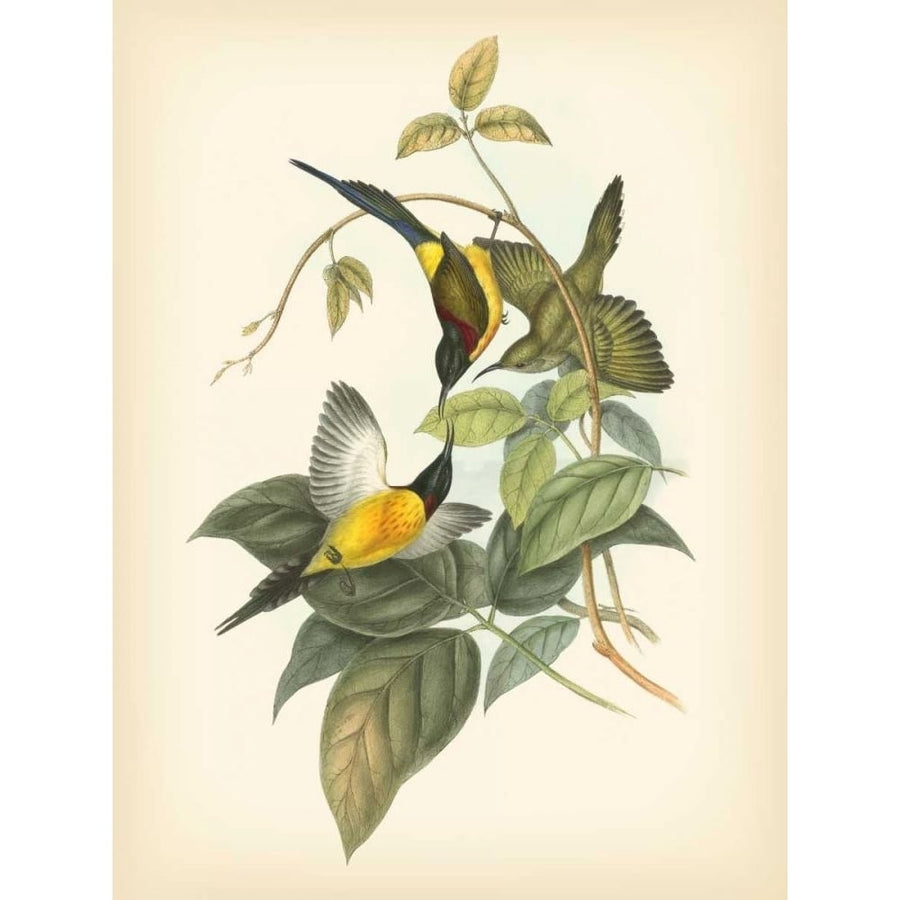 Gould Birds of the Tropics IV Poster Print - John Gould-VARPDX68996Z Image 1