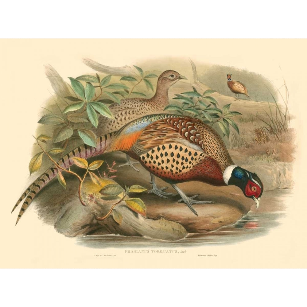 Gould Pheasants I Poster Print - John Gould-VARPDX68991Z Image 1