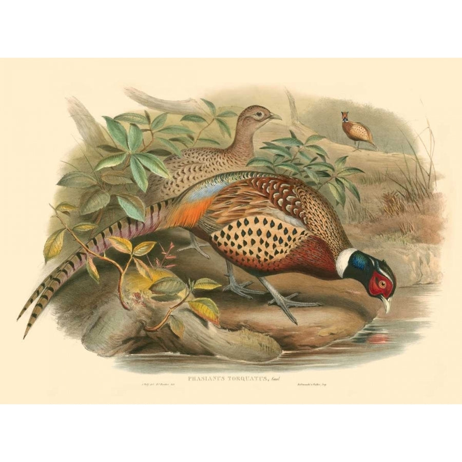 Gould Pheasants I Poster Print - John Gould-VARPDX68991Z Image 1